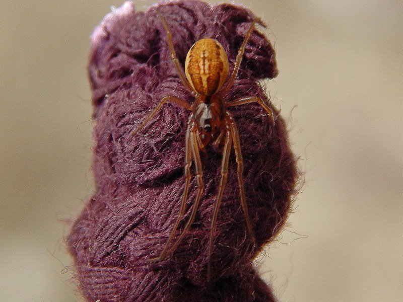Pachygnatha clercki - Pontevecchio (MI)